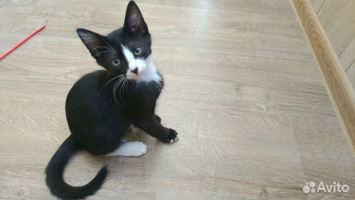 Котёнок в добрые руки