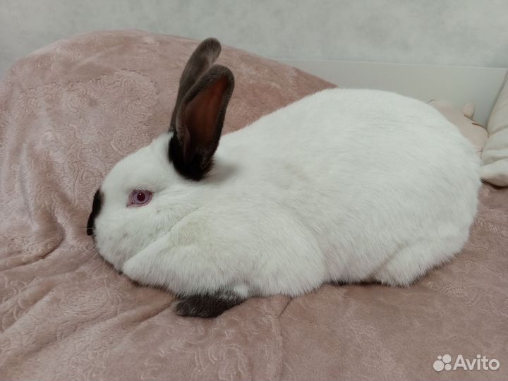Кролики мясных пород