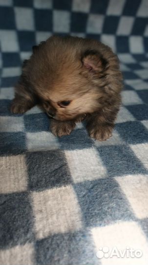 Померанский шпиц