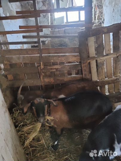 Продам козочек