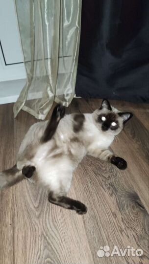 Тайский Кот вязка. Кот ждёт к себе в гости