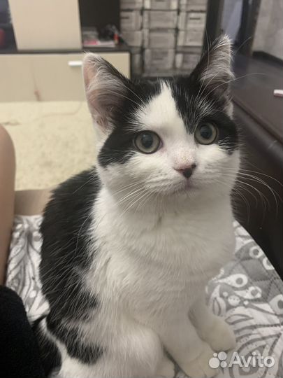 Кошки в добрые руки бесплатно