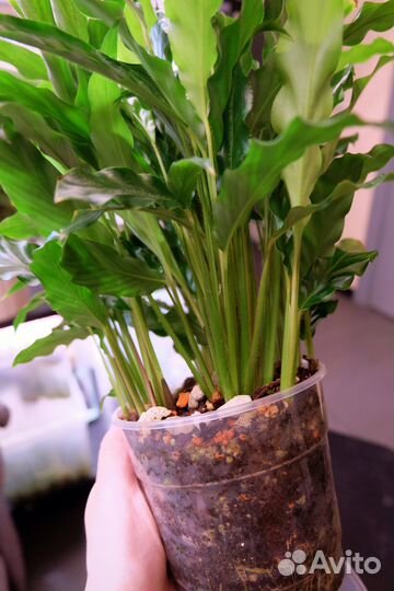 Калатея Руфибарба Блю Грасс