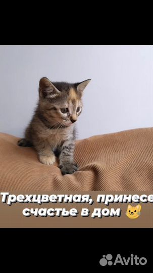 Котятки, в добрые, надежные руки