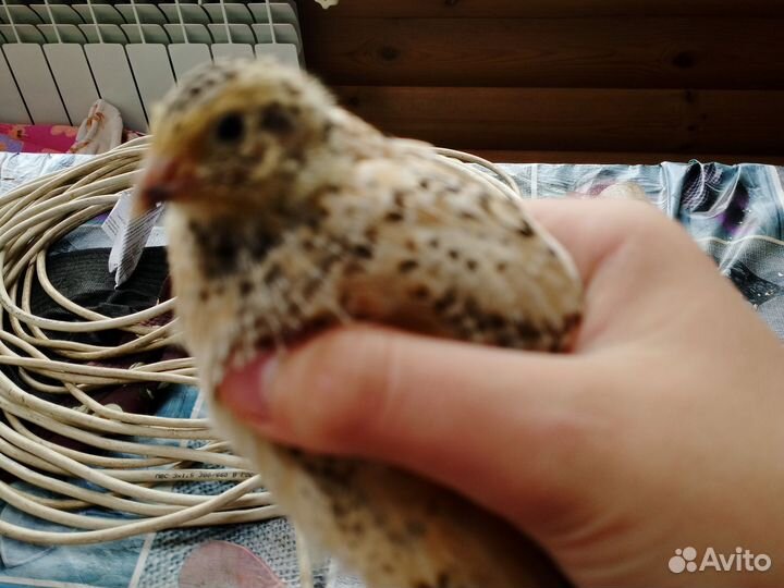 Феникс золотистый