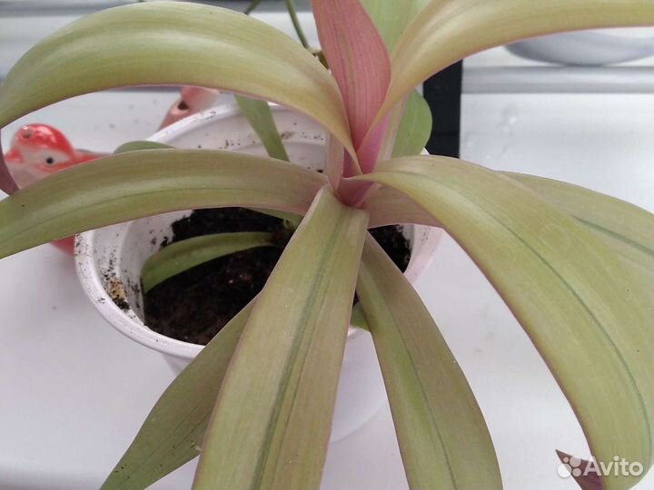 Комнатные растения номер 2