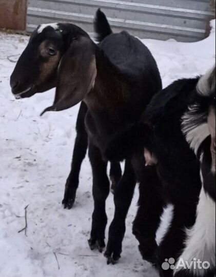 Англо-нубийские козлята