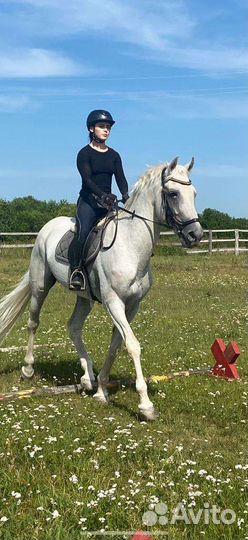 Жеребец орловский рысак