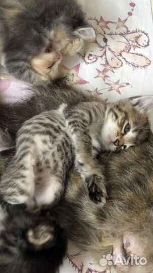 Шура очень маленькое чудоИщем порядочную семью