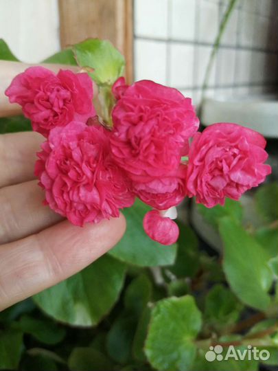 Бегония вечноцветущая махровая