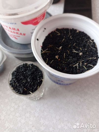 Семяна лука-чернушка