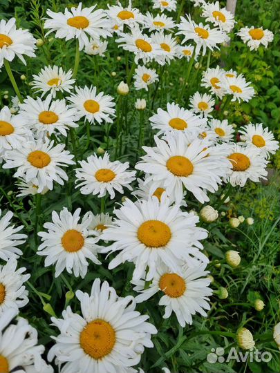 Ромашка Аляска, Французская, Фиона