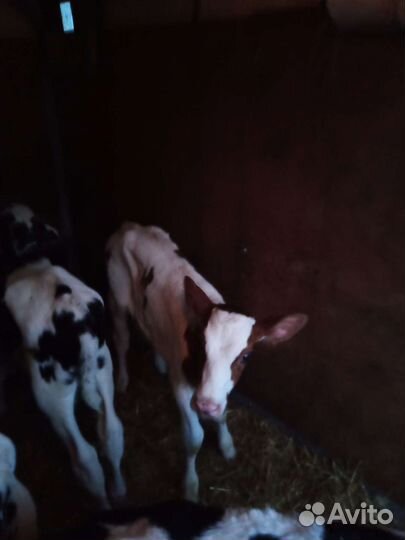 Телята бычки на откорм