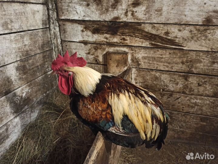 Петух