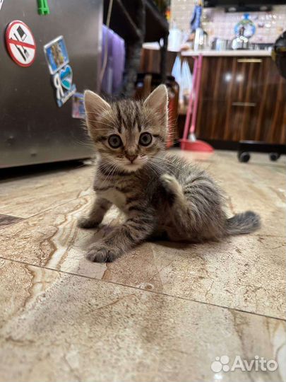 Британские вислоухие котята