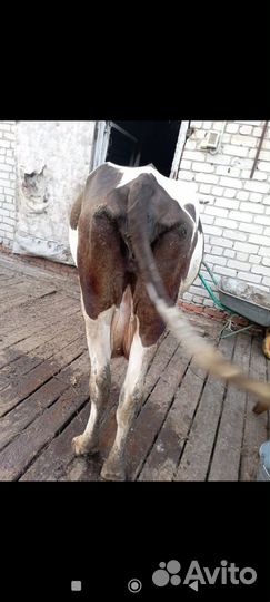 Корова на мясо или на молоко