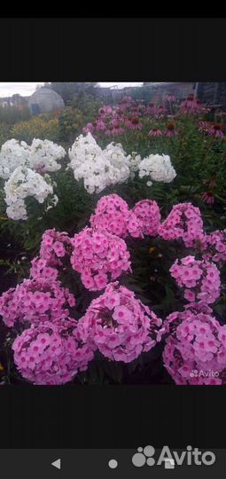 Флоксы, рудбекия и др.многолетние цветы