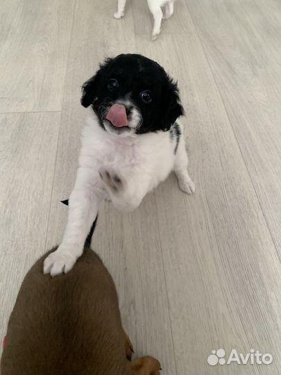 Щенки маленьких пород в добрые руки