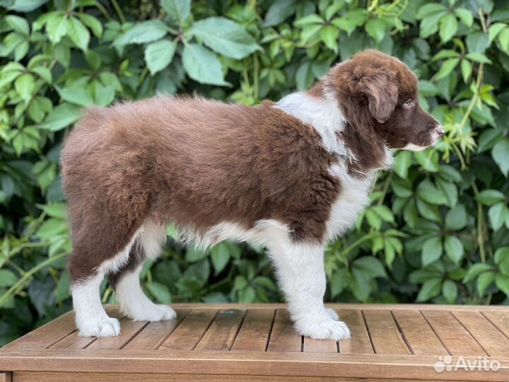 Бордер колли щенки