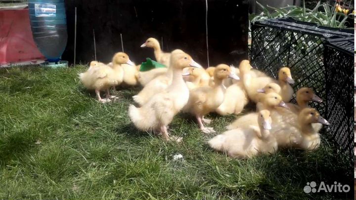 Утята 2 недели.бройлерная.sk-6(орвия,Черри-Велли