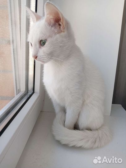 Белоснежная кошка в дар, нашла