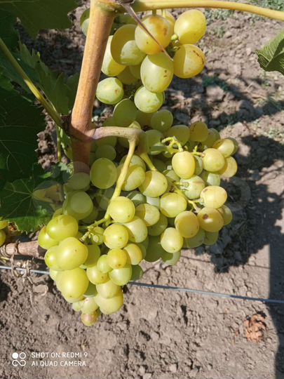 Дом 58,8 м² на участке 25 сот.