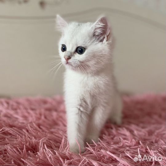 Британские котята