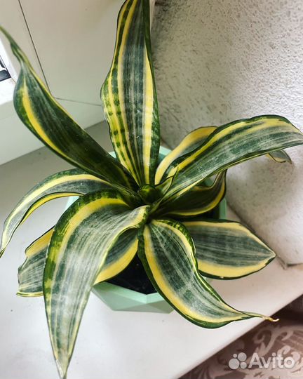 Сансевиерия набор