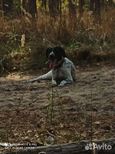 Курцхаар вязка