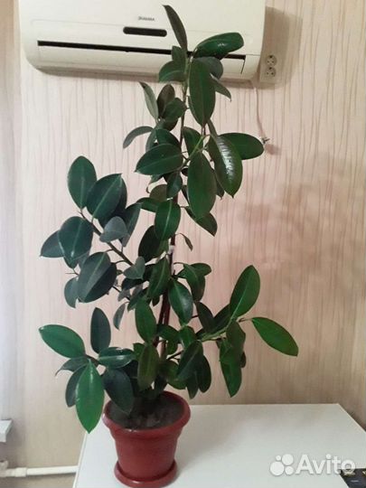 Фикус черный принц