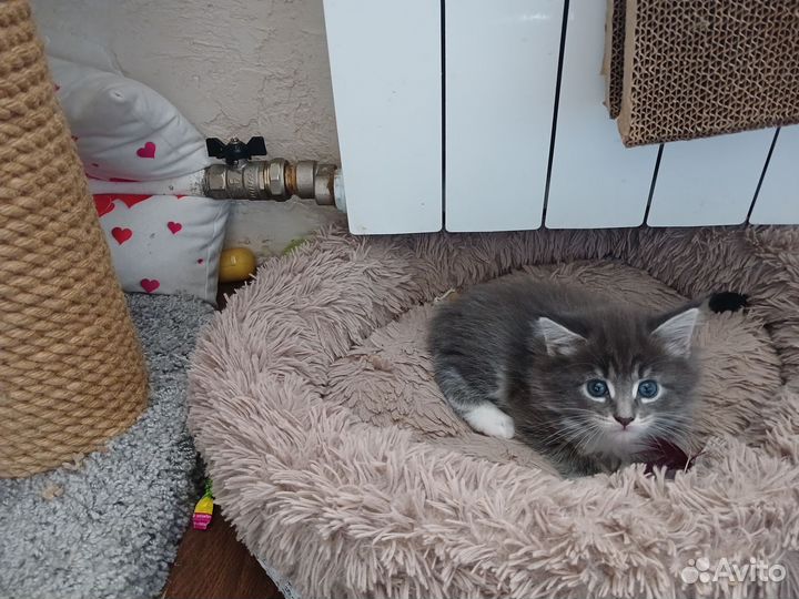 Котята мейн-кун метис