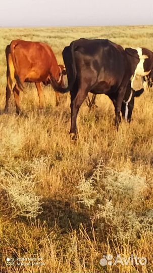 Коровы дойные молочные 4голо