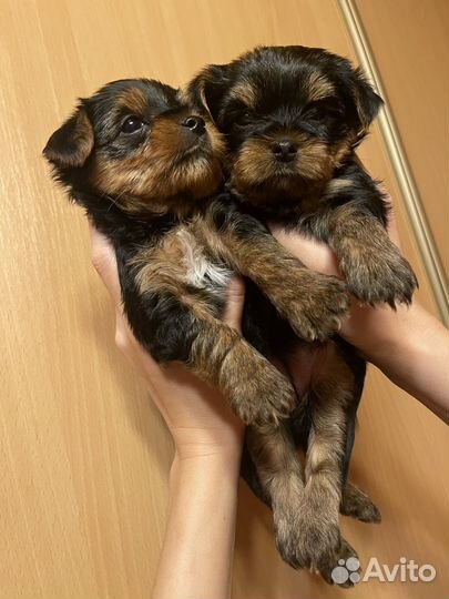 Йоркширский терьер щенки