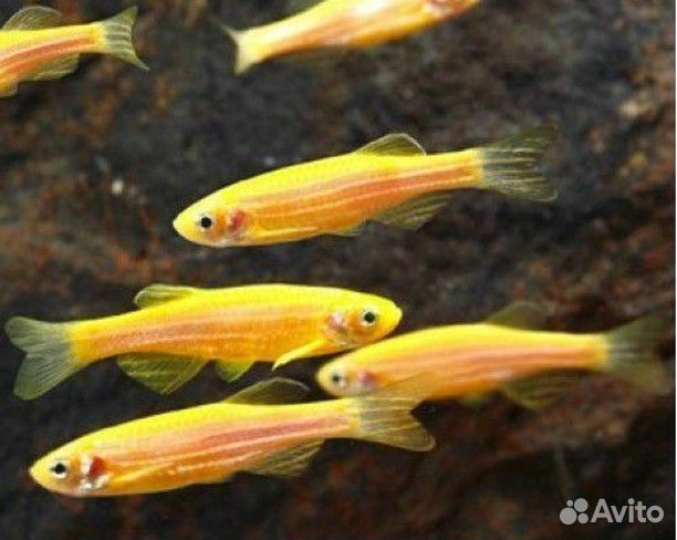 Аквариумные рыбки