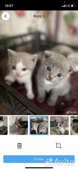 Вислоухие котенок