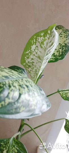 Диффенбахия