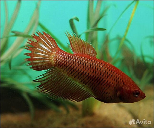 Петушок (самка) Коронохвостая (арт 7132)