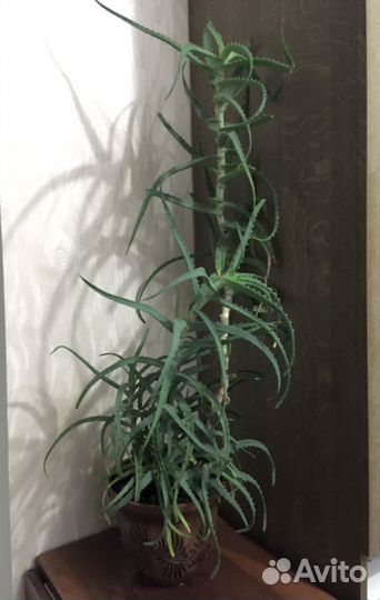 Алоэ древовидное лечебное