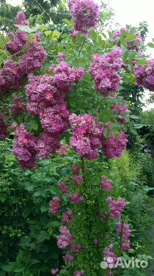 Розы разные