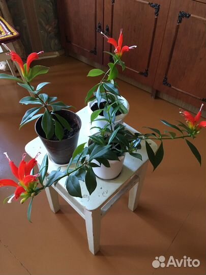 Эсхинантус