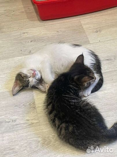 Котята в добрые руки бесплатно