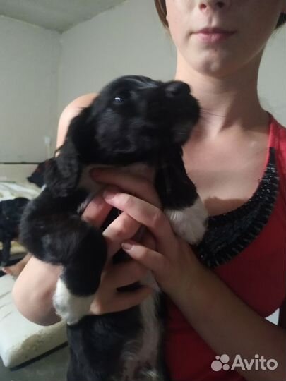 Щенки русского спаниеля