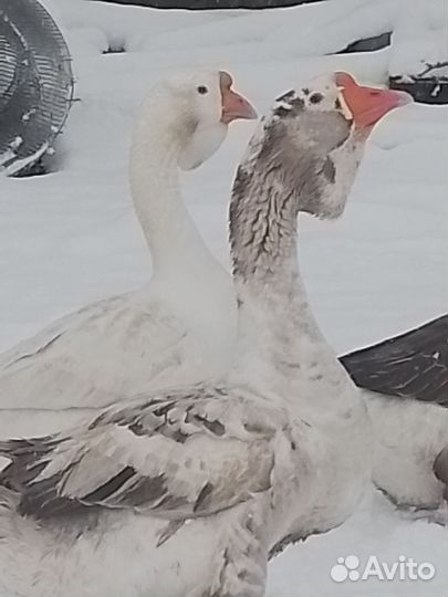 Холмогорские гуси