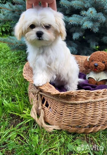 Щенки мальтипу f1 mini