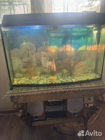 Аквариум с рыбками