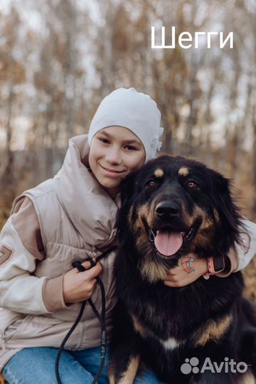 Щенки Банхара, монгольские документы, для охраны