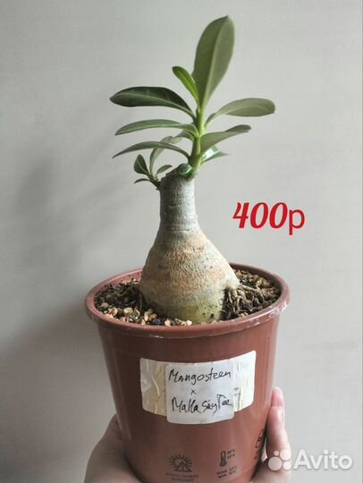 Адениум обесум