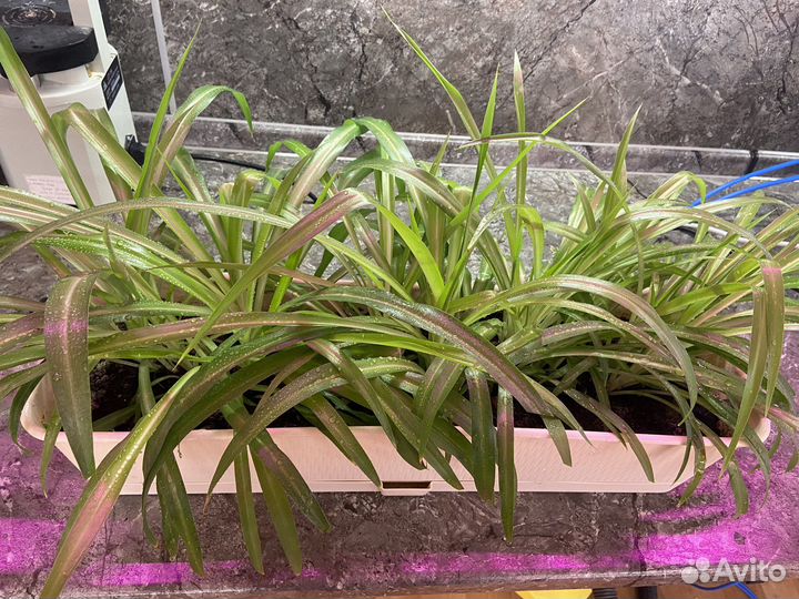 Хлорофитум хохлатый(chlorophytum)