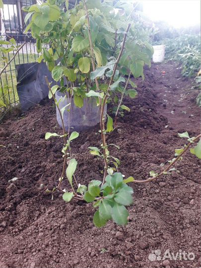 Айва японская саженцы