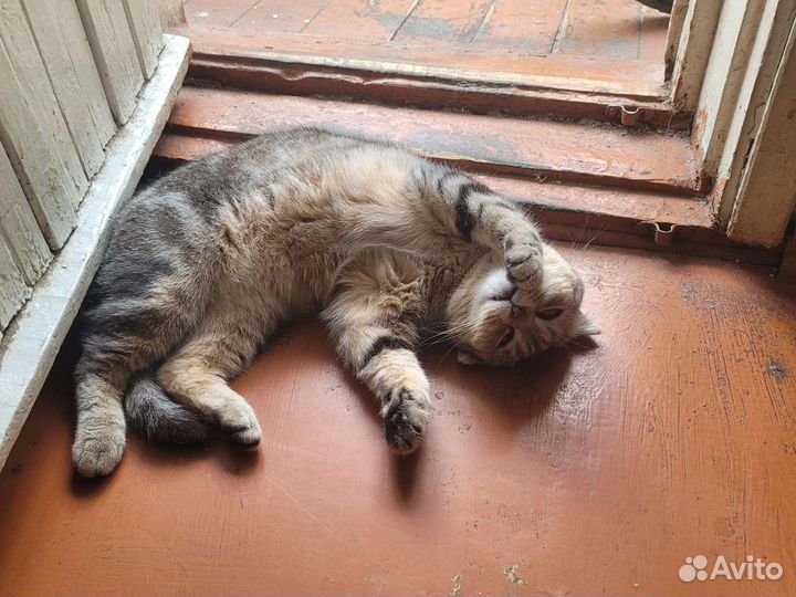 Кошечка в добрые руки